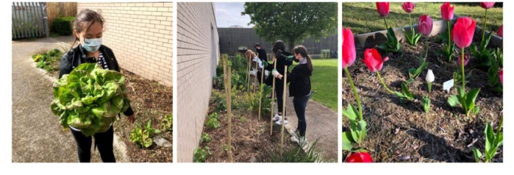 1ère édition de la Coupe de France du potager : le collège Yvonne Abbas à La Madeleine en 1ère place !